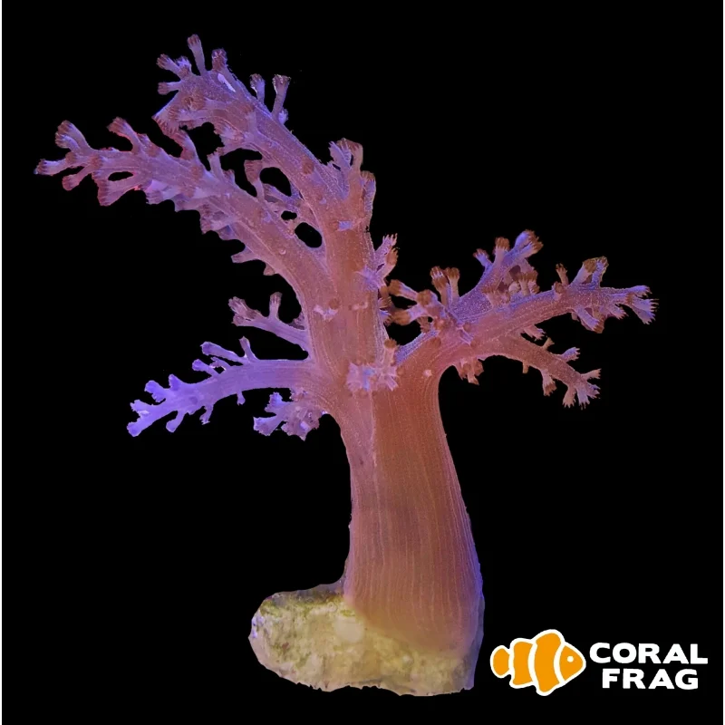 Árbol de Kenia (Capnella)