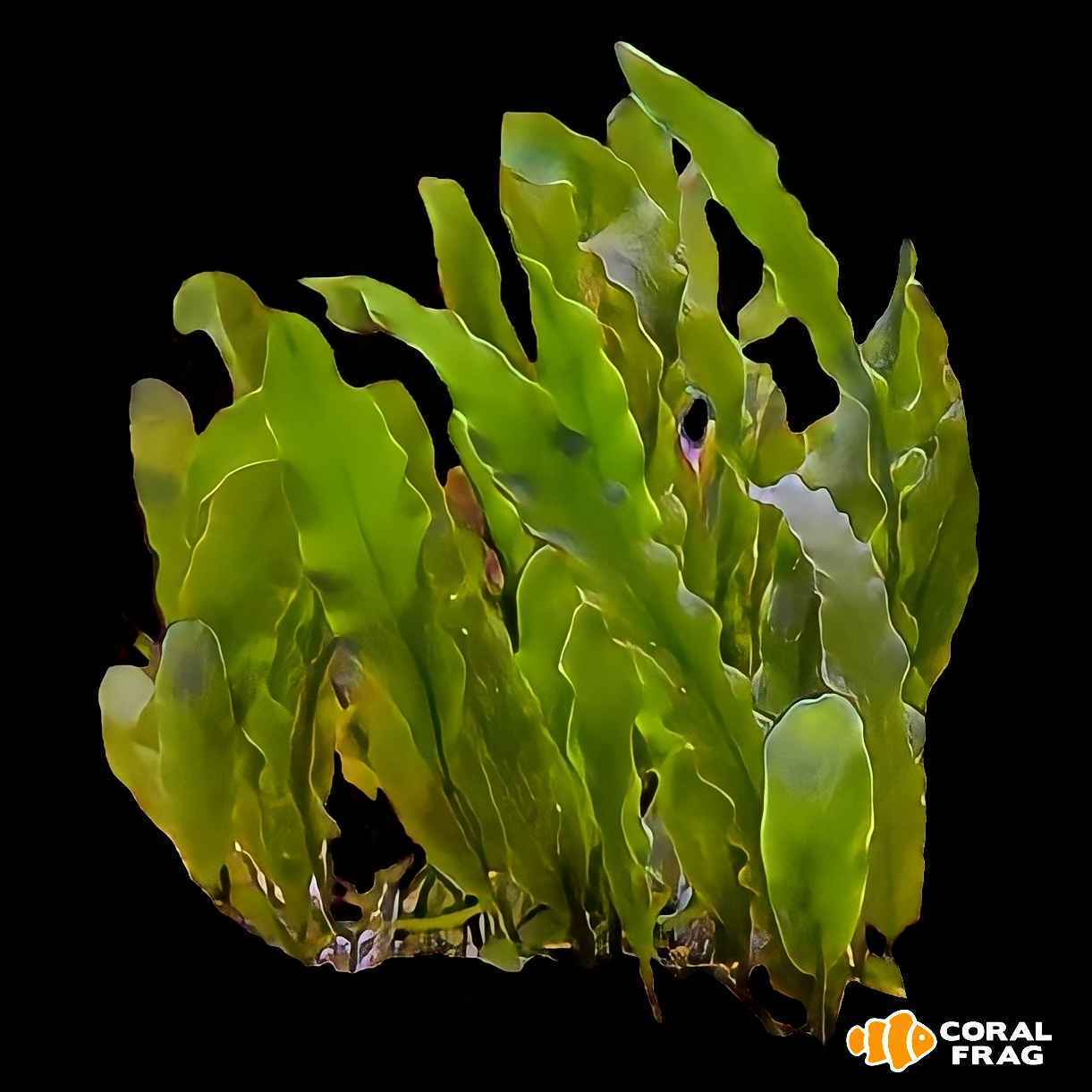 LogoLicious_20220608_122434