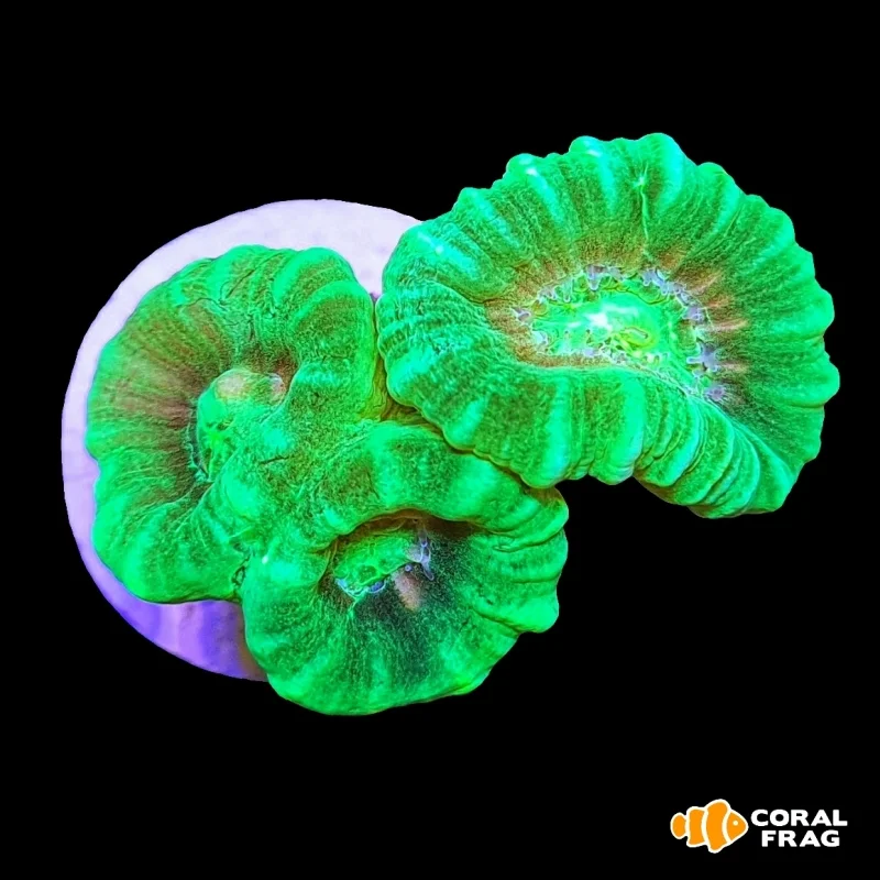 Caulastrea Hulk Fluor
