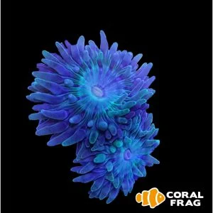 Duncanopsammia bicolor (2 cabezas)