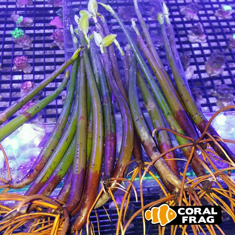 rhizophora mangle (vaina de manglar)