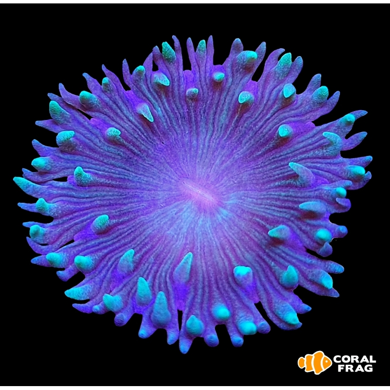 Duncanopsammia Bicolor