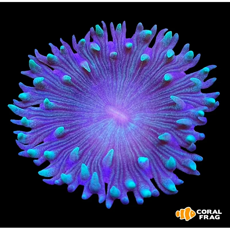 Duncanopsammia Bicolor