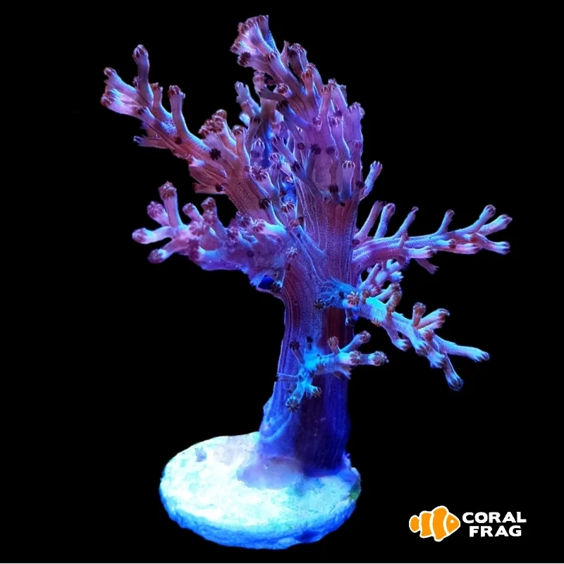 Arbol de Kenia Platinium