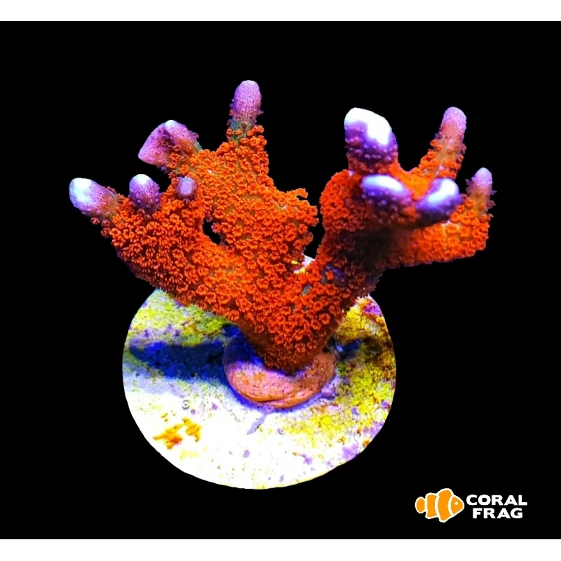 Montipora Forest Fire