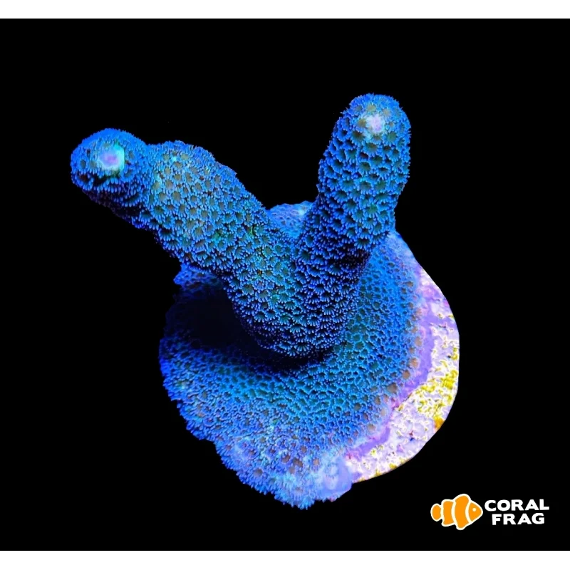 Montipora Digitata - Blue Polyp