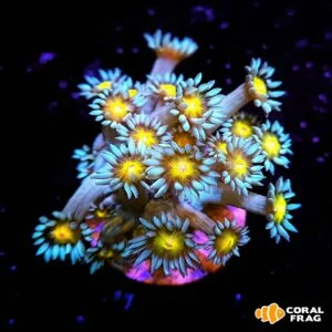 LogoLicious_20220426_234623 LogoLicious_20220426_234623