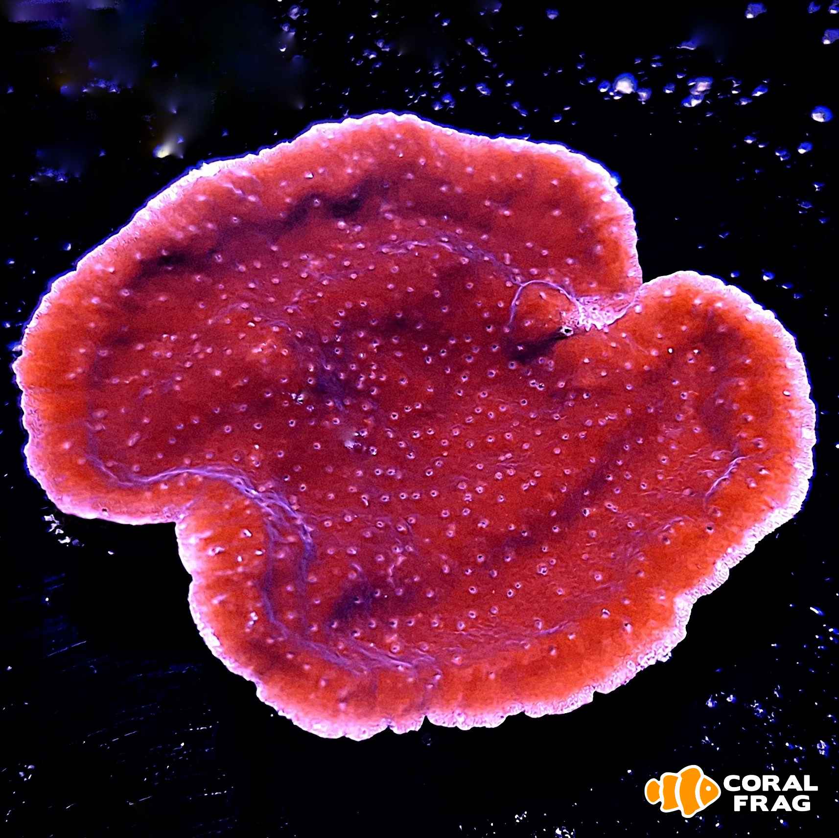 Made with LogoLicious Add Your Logo App