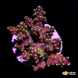 acropora tricolor