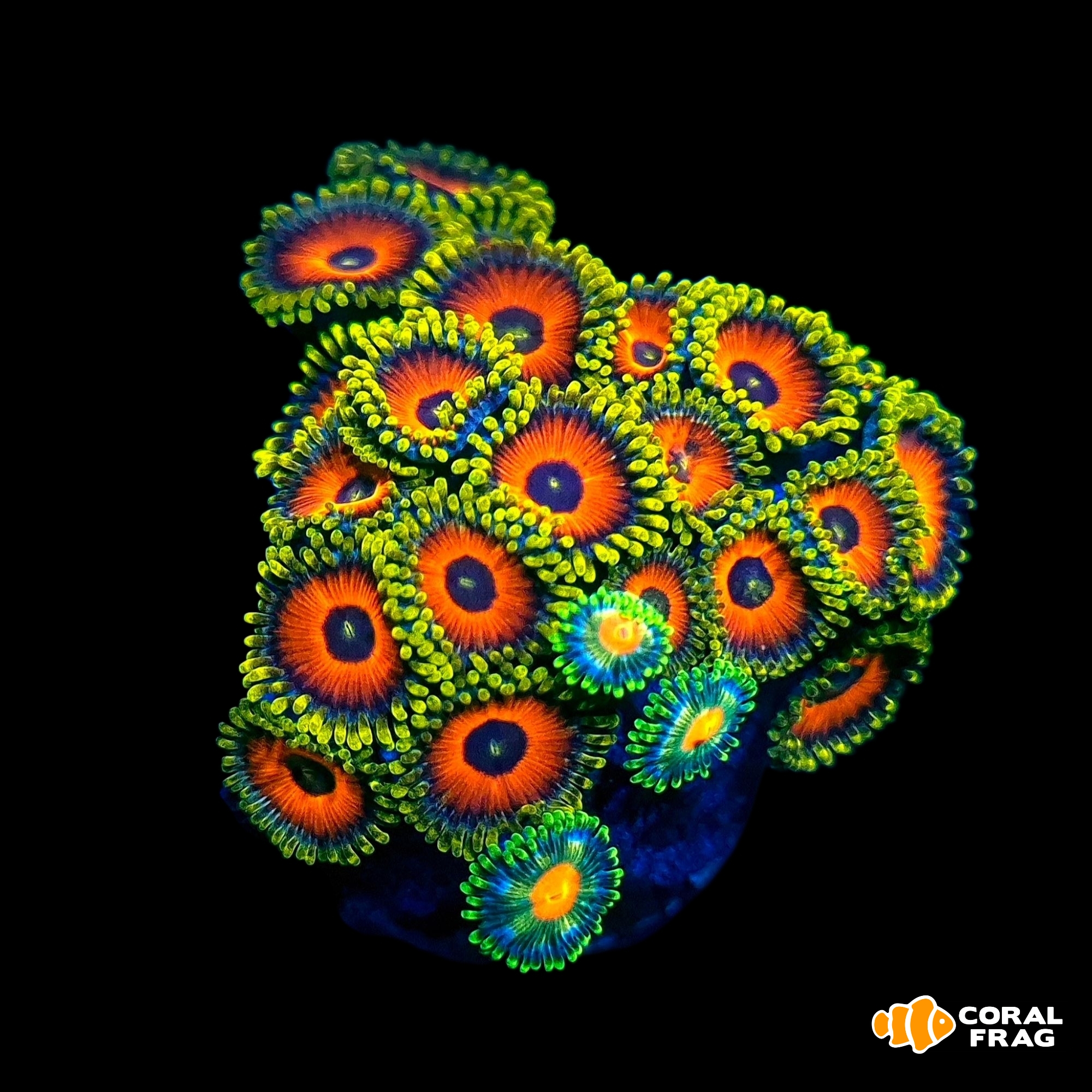 Made with LogoLicious Add Your Logo App Made with LogoLicious Add Your Logo App