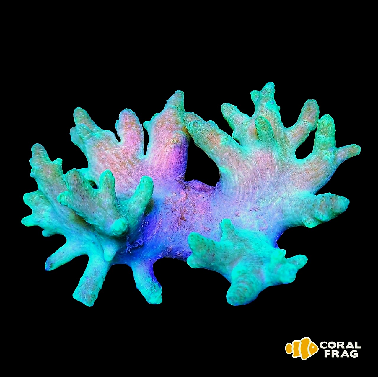 IMG_20250825_040951_100(1) IMG_20250825_040951_100(1)