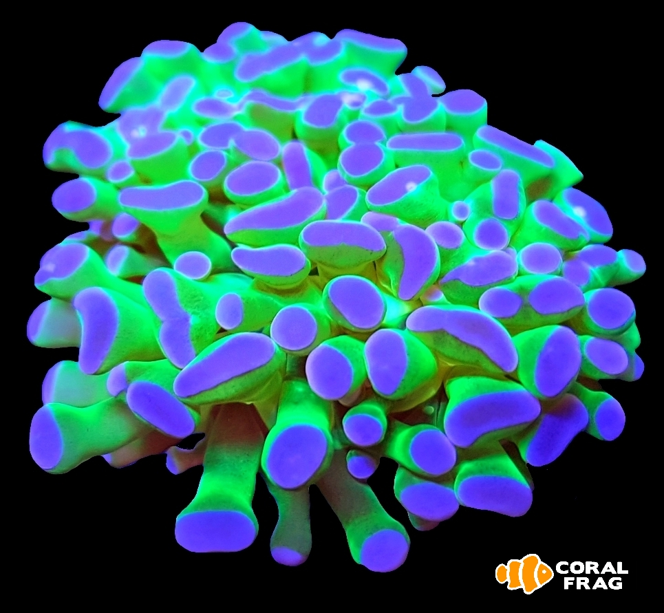 LogoLicious_20191128_003536 LogoLicious_20191128_003536