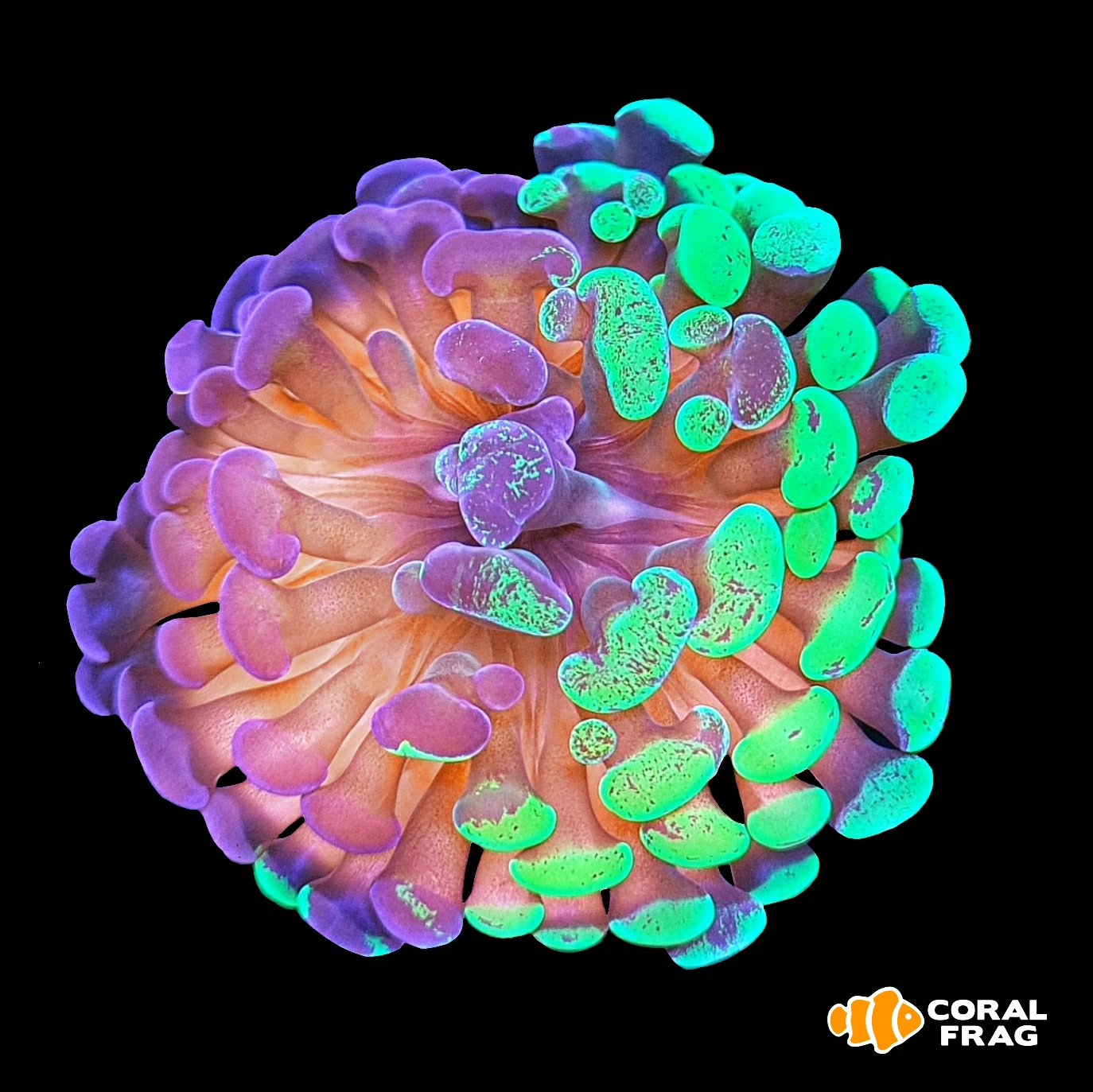 LogoLicious_20200603_014335 LogoLicious_20200603_014335