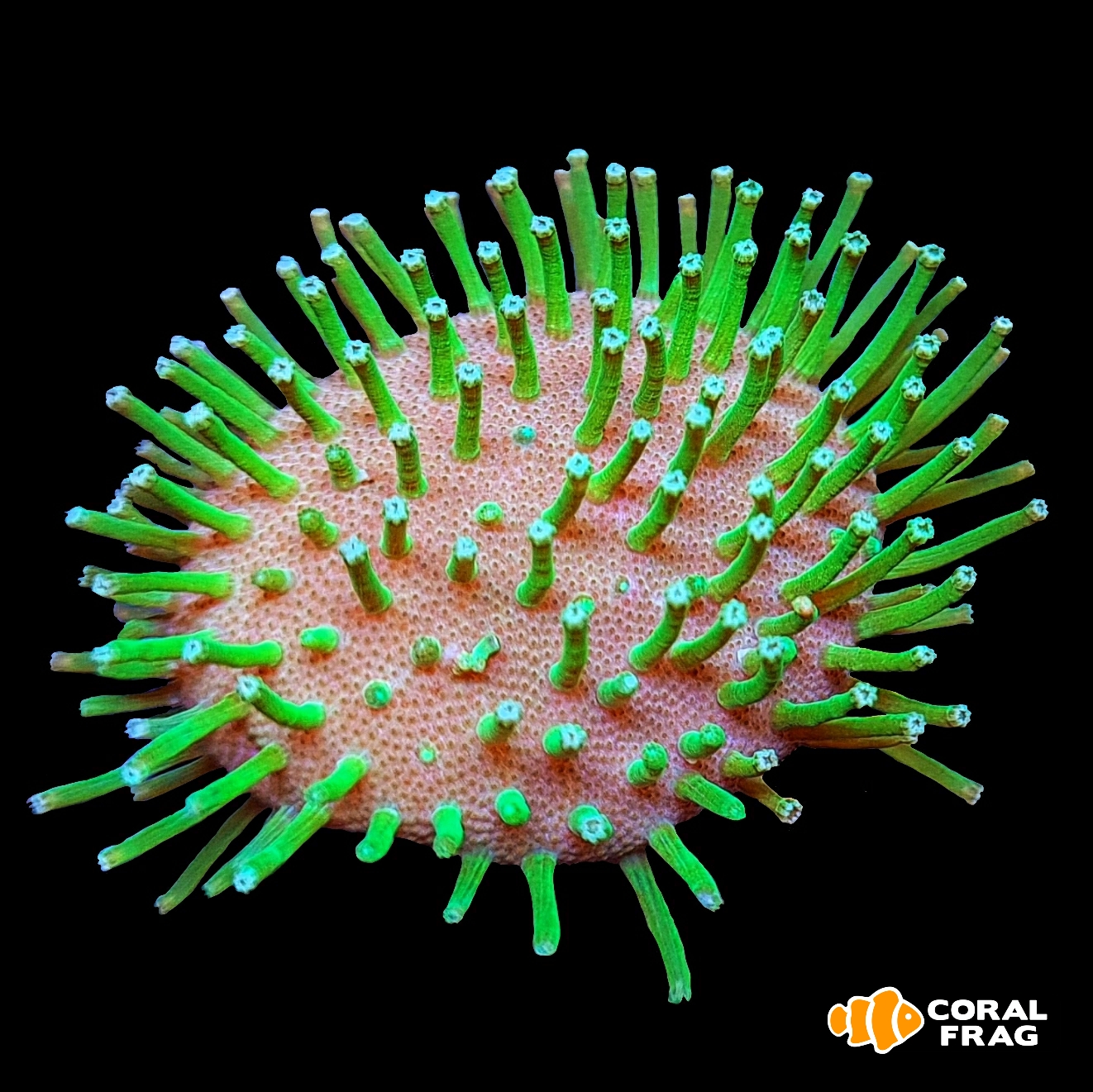 LogoLicious_20200603_154852 LogoLicious_20200603_154852