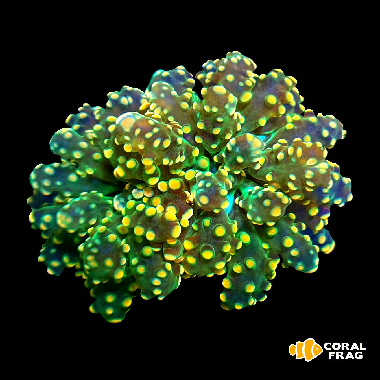 LogoLicious_20200813_124540 LogoLicious_20200813_124540