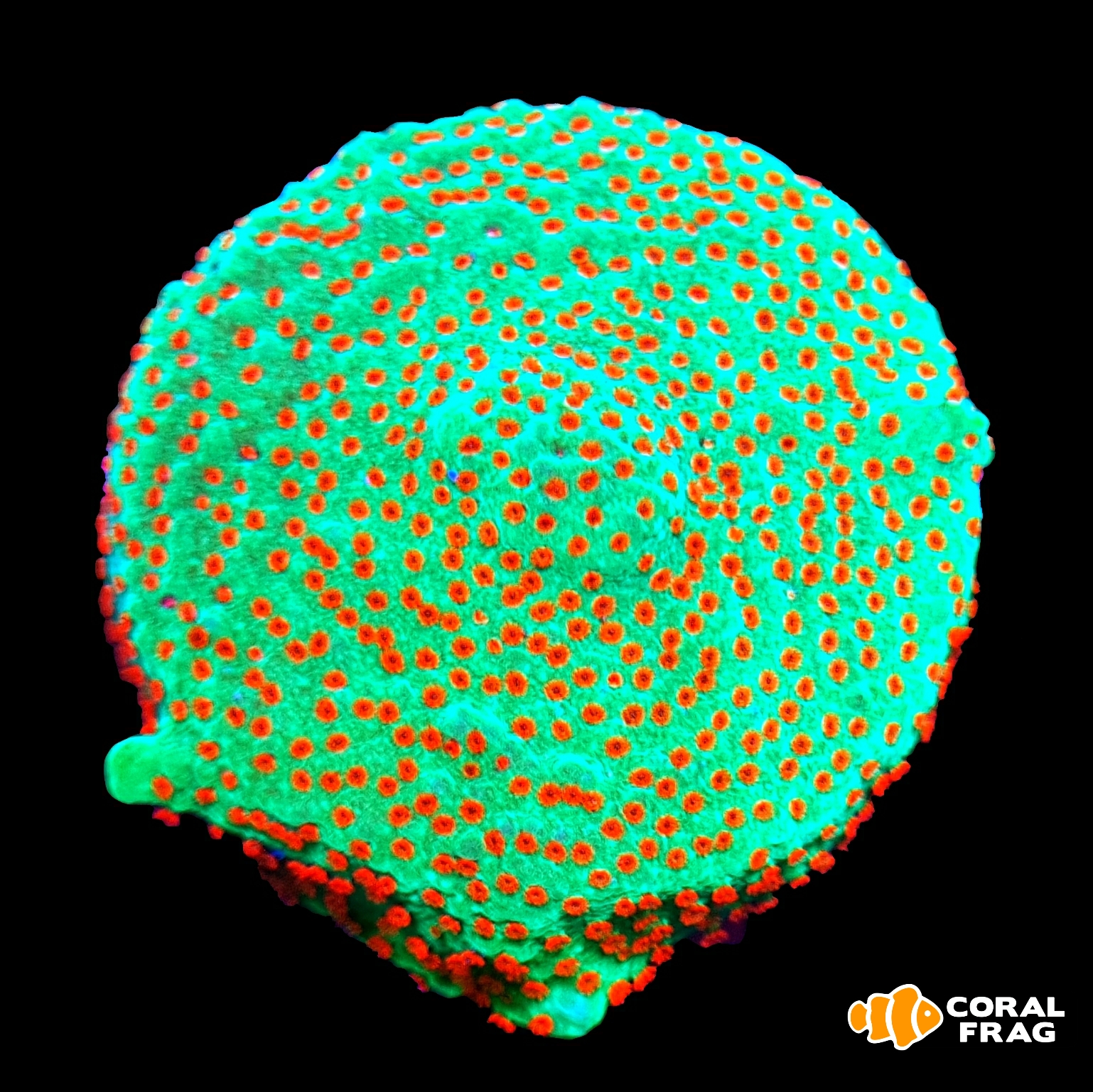 LogoLicious_20201109_195304 LogoLicious_20201109_195304