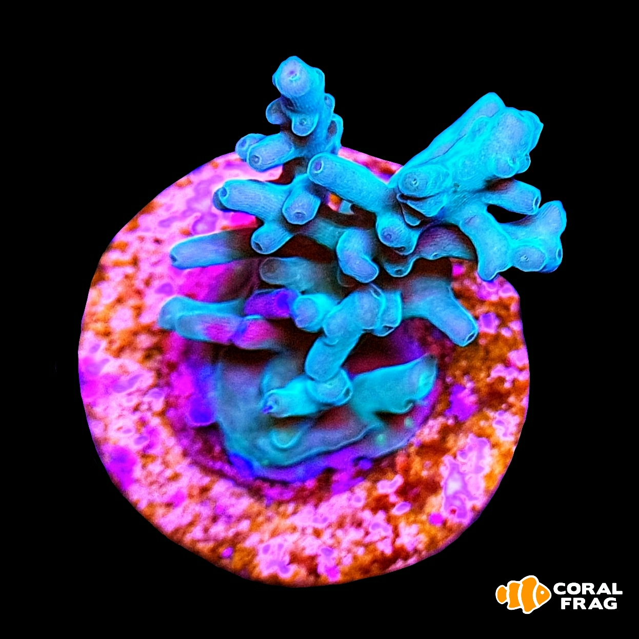 LogoLicious_20201212_150222 LogoLicious_20201212_150222