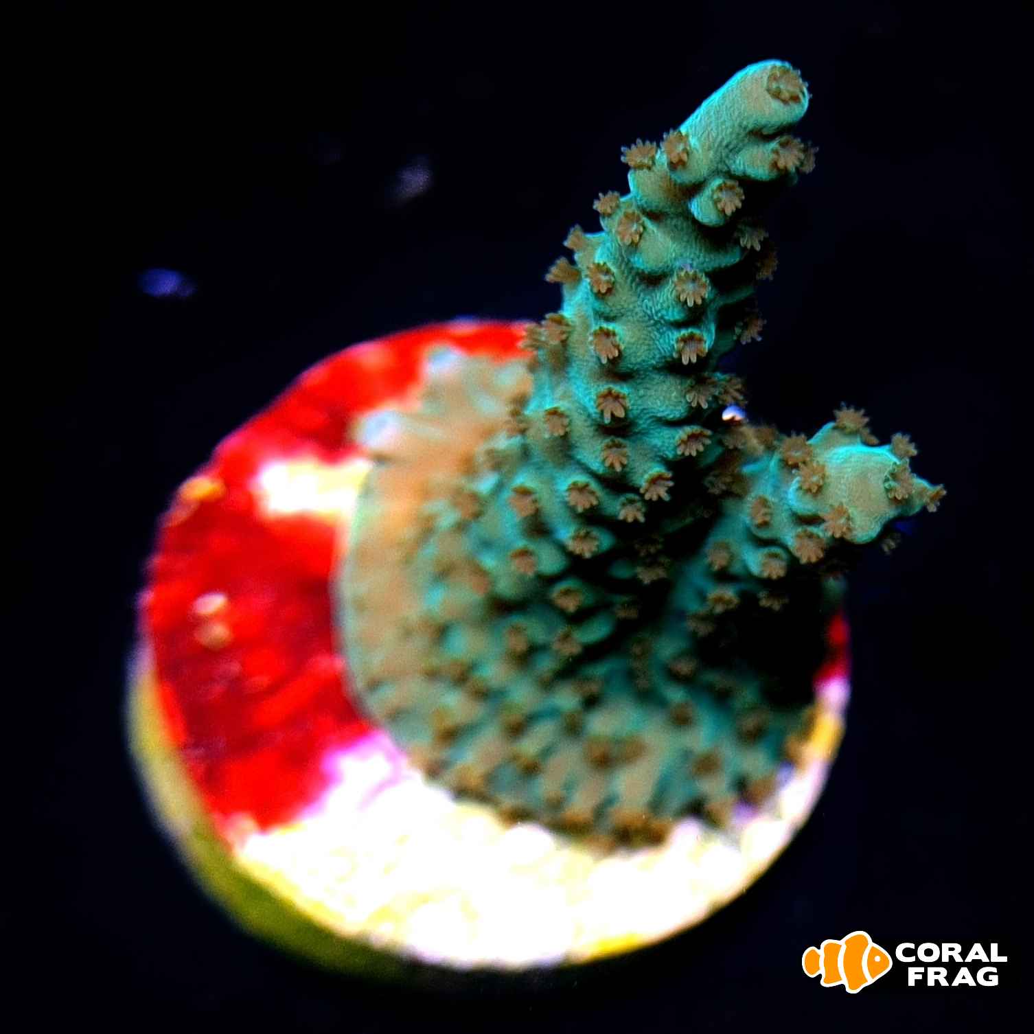 LogoLicious_20210831_153203 LogoLicious_20210831_153203