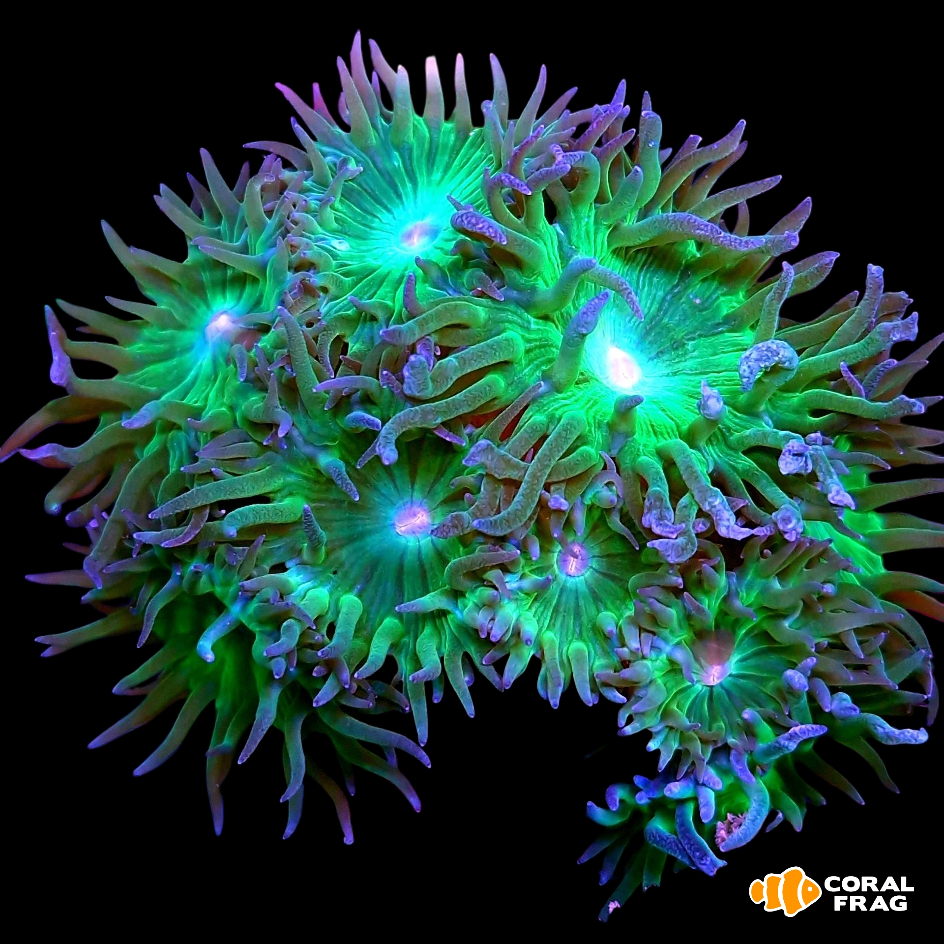 Made with LogoLicious Add Your Logo App Made with LogoLicious Add Your Logo App