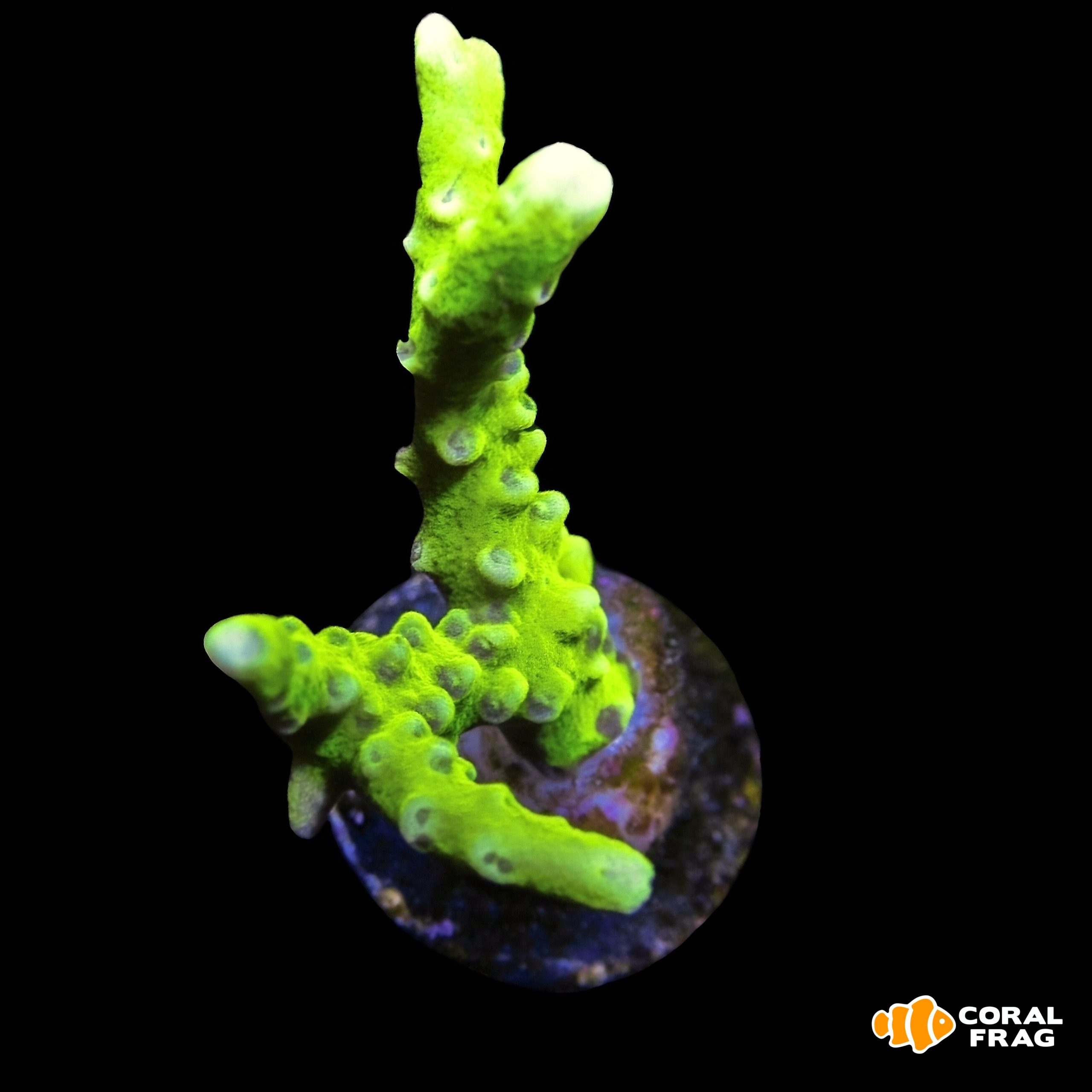 Made with LogoLicious Add Your Logo App Made with LogoLicious Add Your Logo App