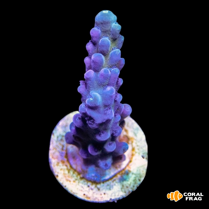 Made with LogoLicious Add Your Logo App Made with LogoLicious Add Your Logo App