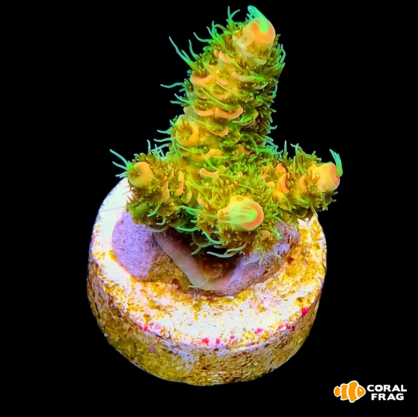 Made with LogoLicious Add Your Logo App Made with LogoLicious Add Your Logo App