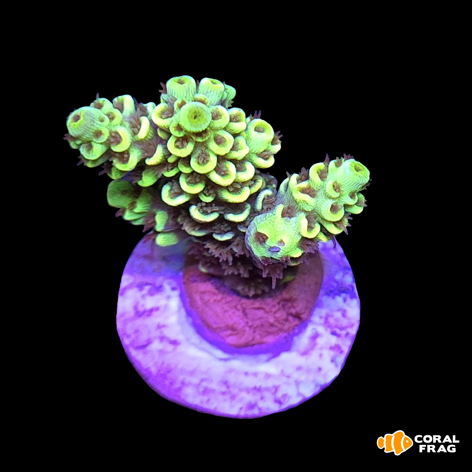 Made with LogoLicious Add Your Logo App Made with LogoLicious Add Your Logo App