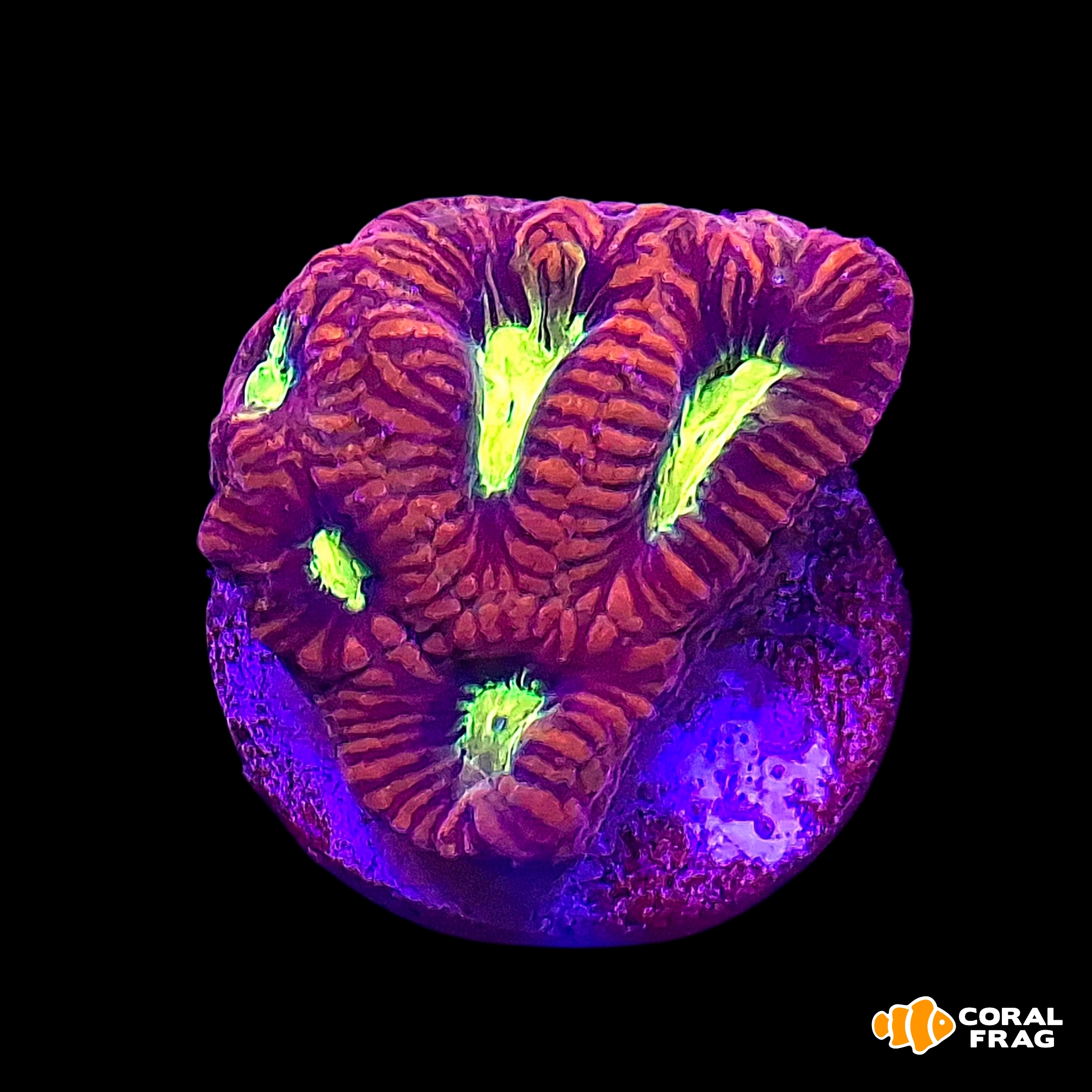 Made with LogoLicious Add Your Logo App Made with LogoLicious Add Your Logo App