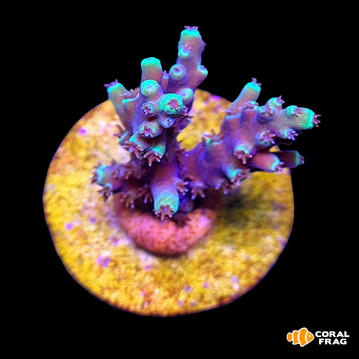 Made with LogoLicious Add Your Logo App Made with LogoLicious Add Your Logo App