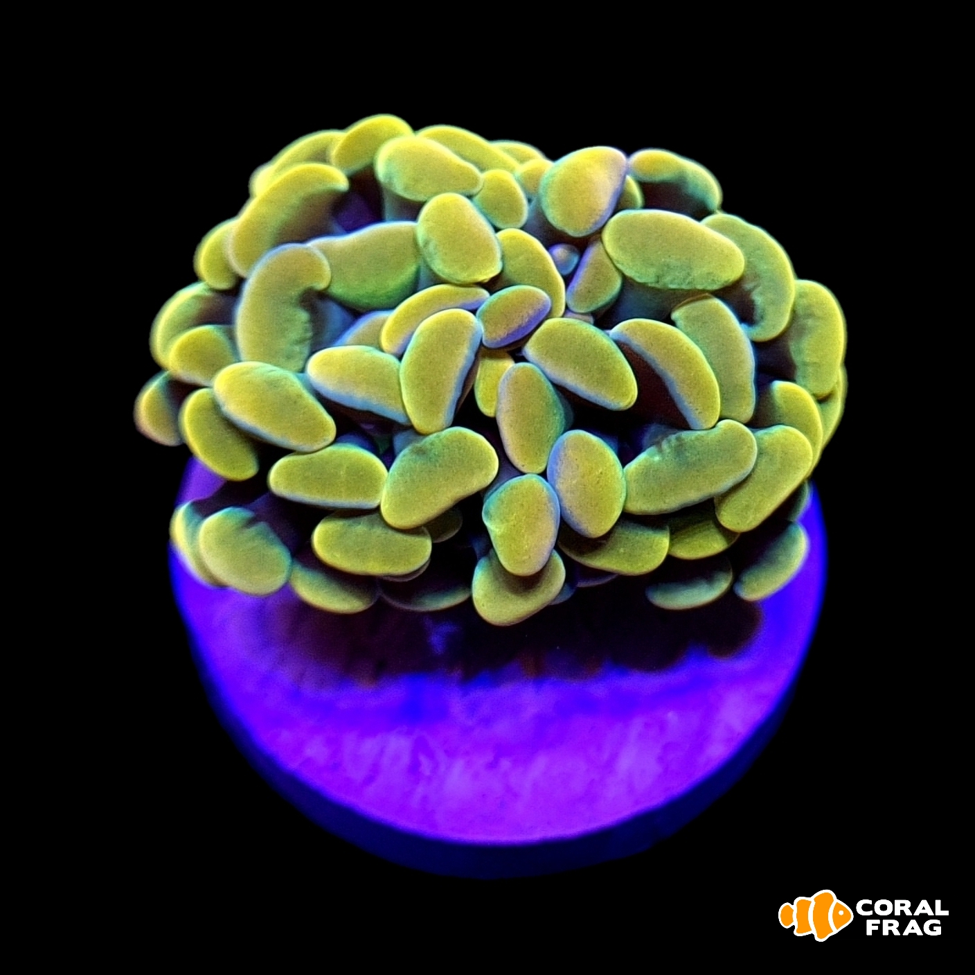 Made with LogoLicious Add Your Logo App Made with LogoLicious Add Your Logo App