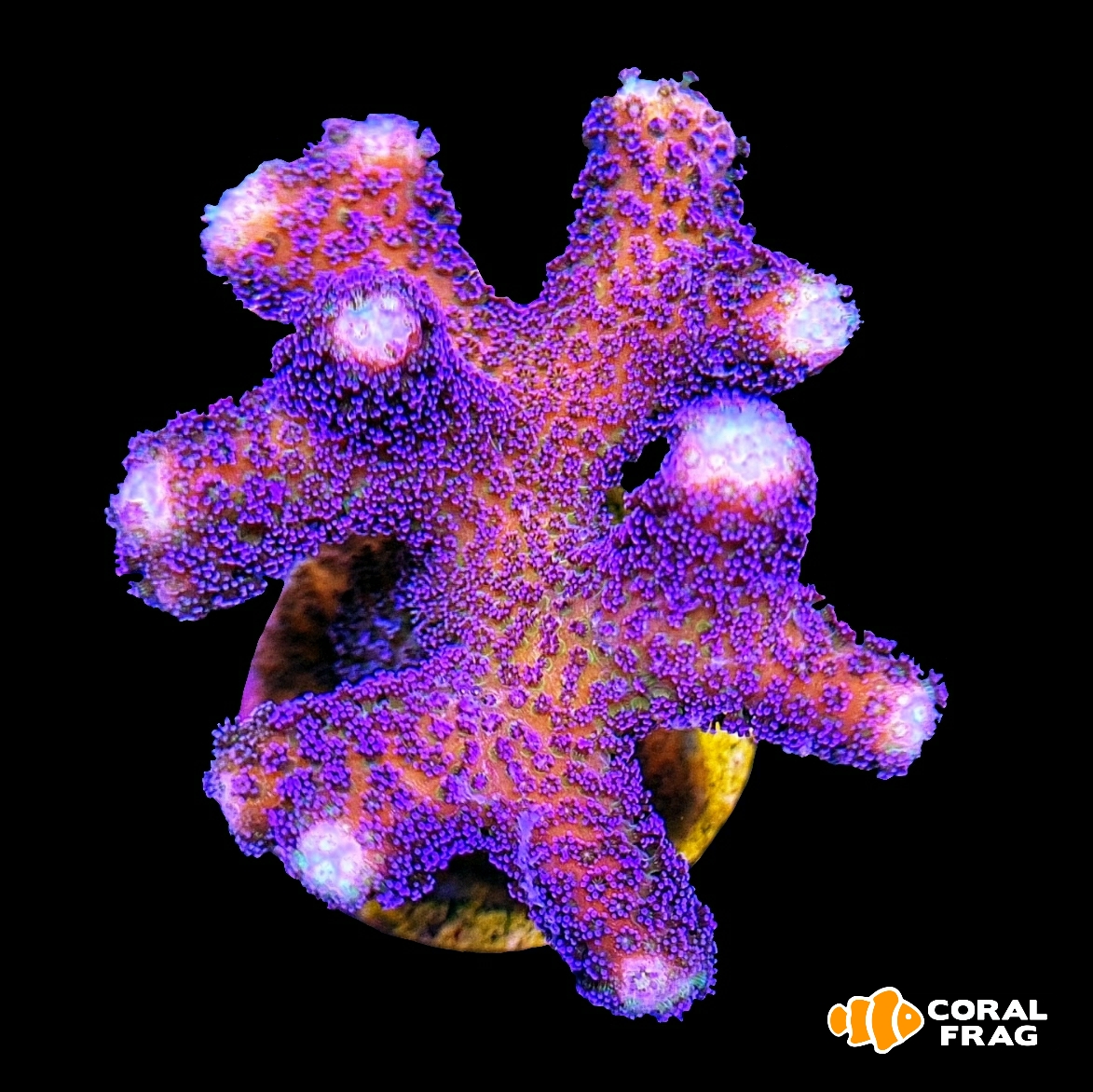 LogoLicious_20200603_003437 LogoLicious_20200603_003437