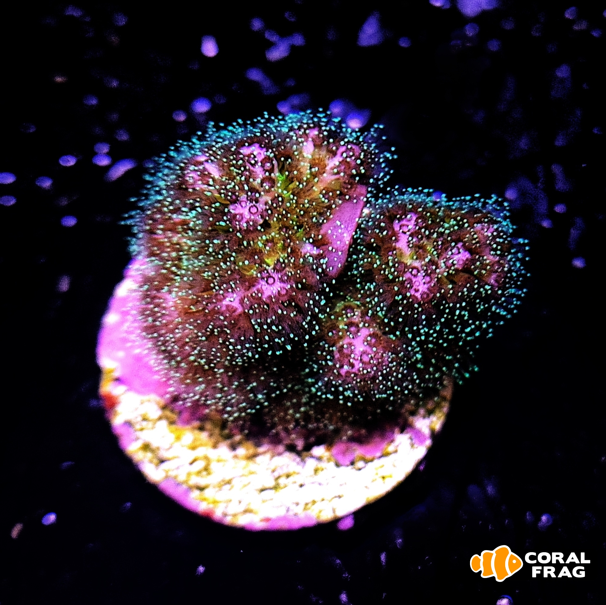 LogoLicious_20210625_190234 LogoLicious_20210625_190234