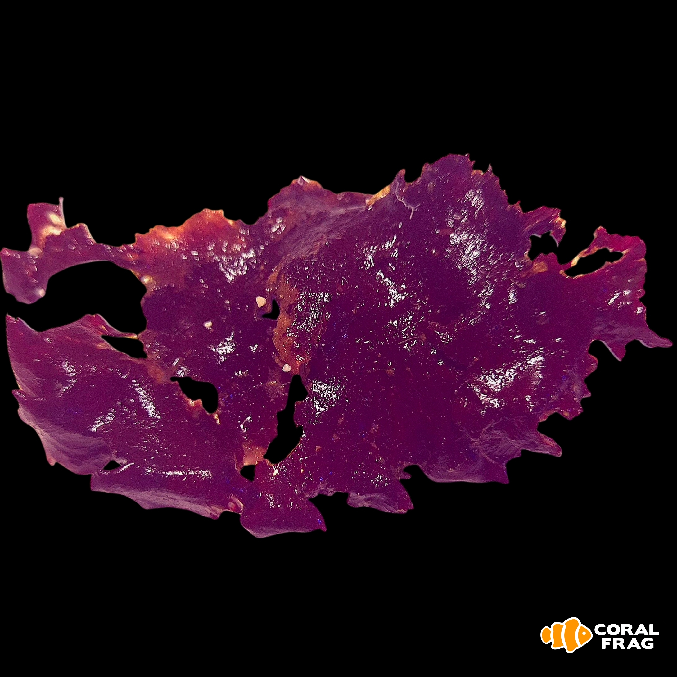 Made with LogoLicious Add Your Logo App