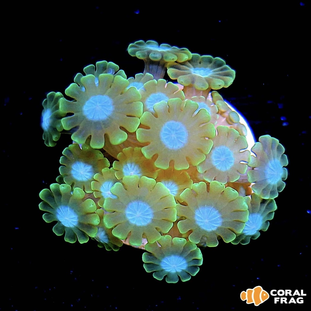 Screenshot_20250913_172149_Gallery Screenshot_20250913_172149_Gallery