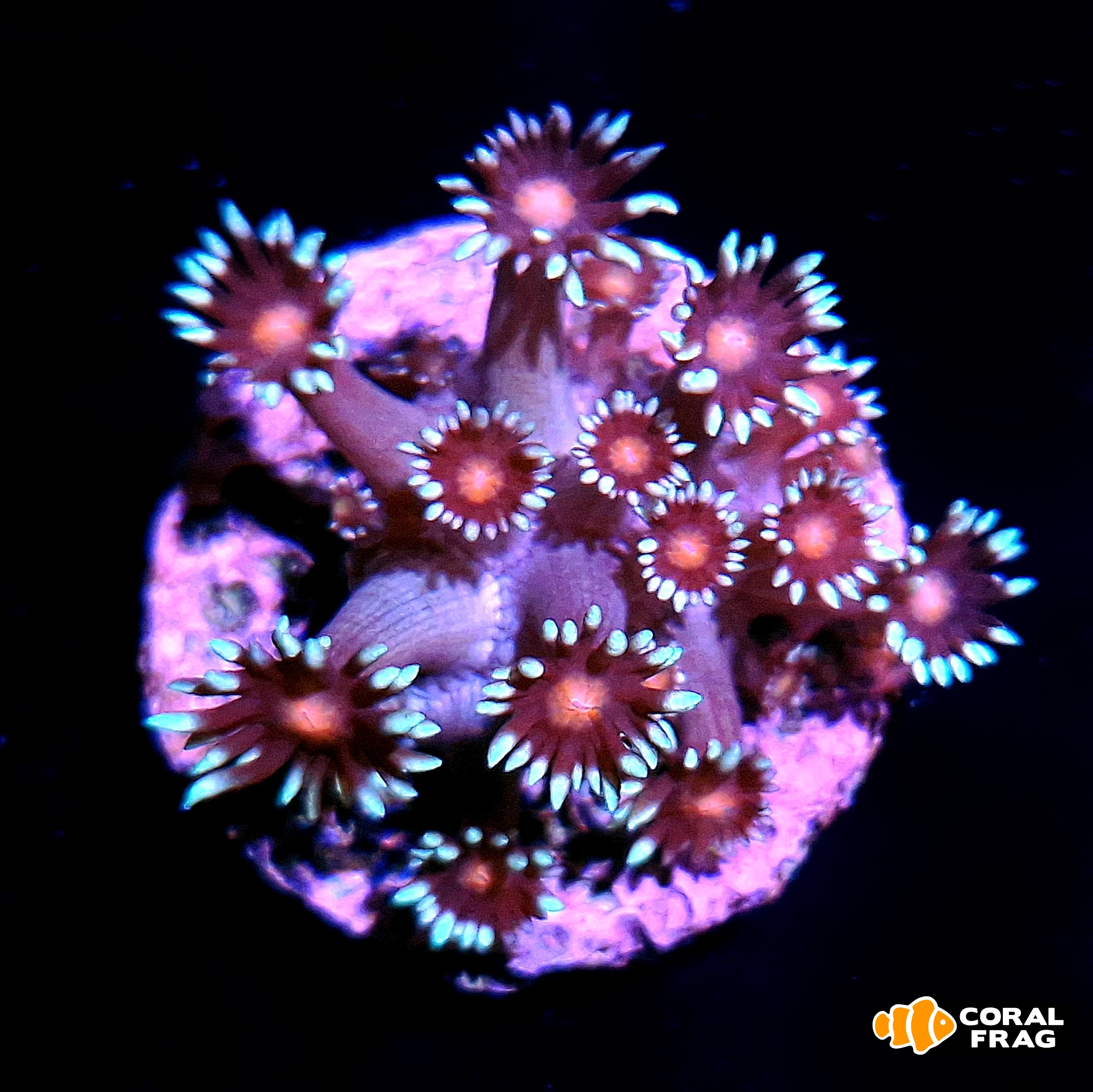 Made with LogoLicious Add Your Logo App Made with LogoLicious Add Your Logo App