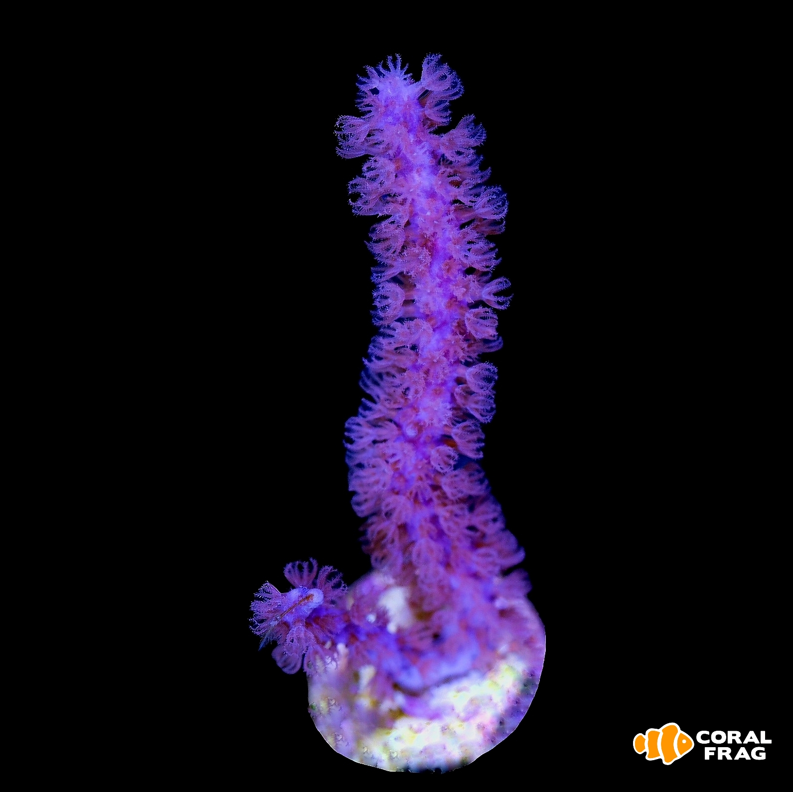 Made with LogoLicious Add Your Logo App Made with LogoLicious Add Your Logo App