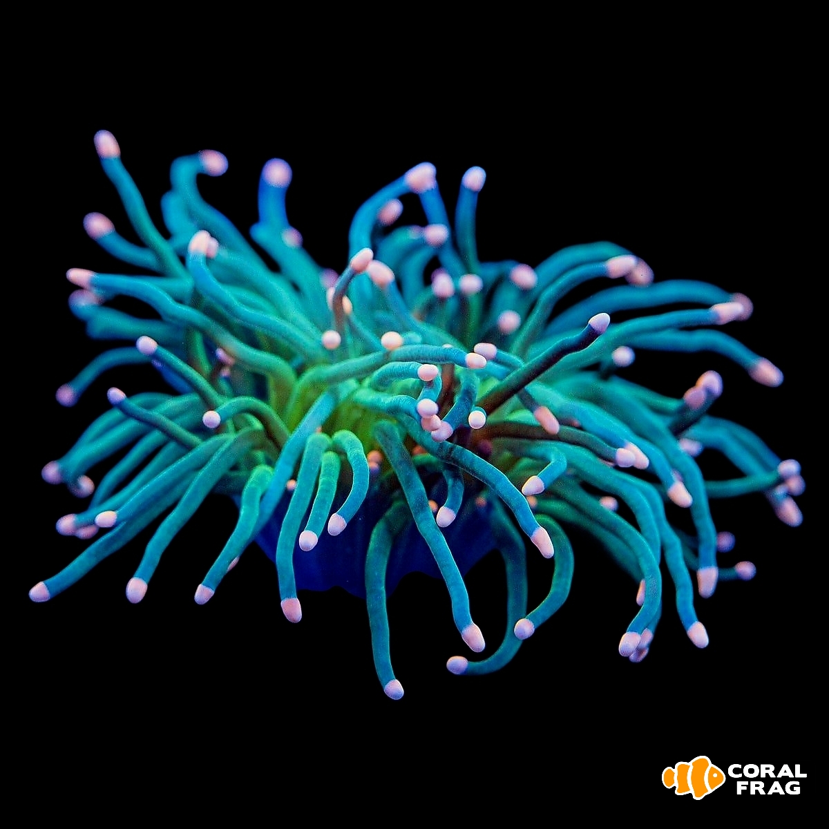 Made with LogoLicious Add Your Logo App Made with LogoLicious Add Your Logo App