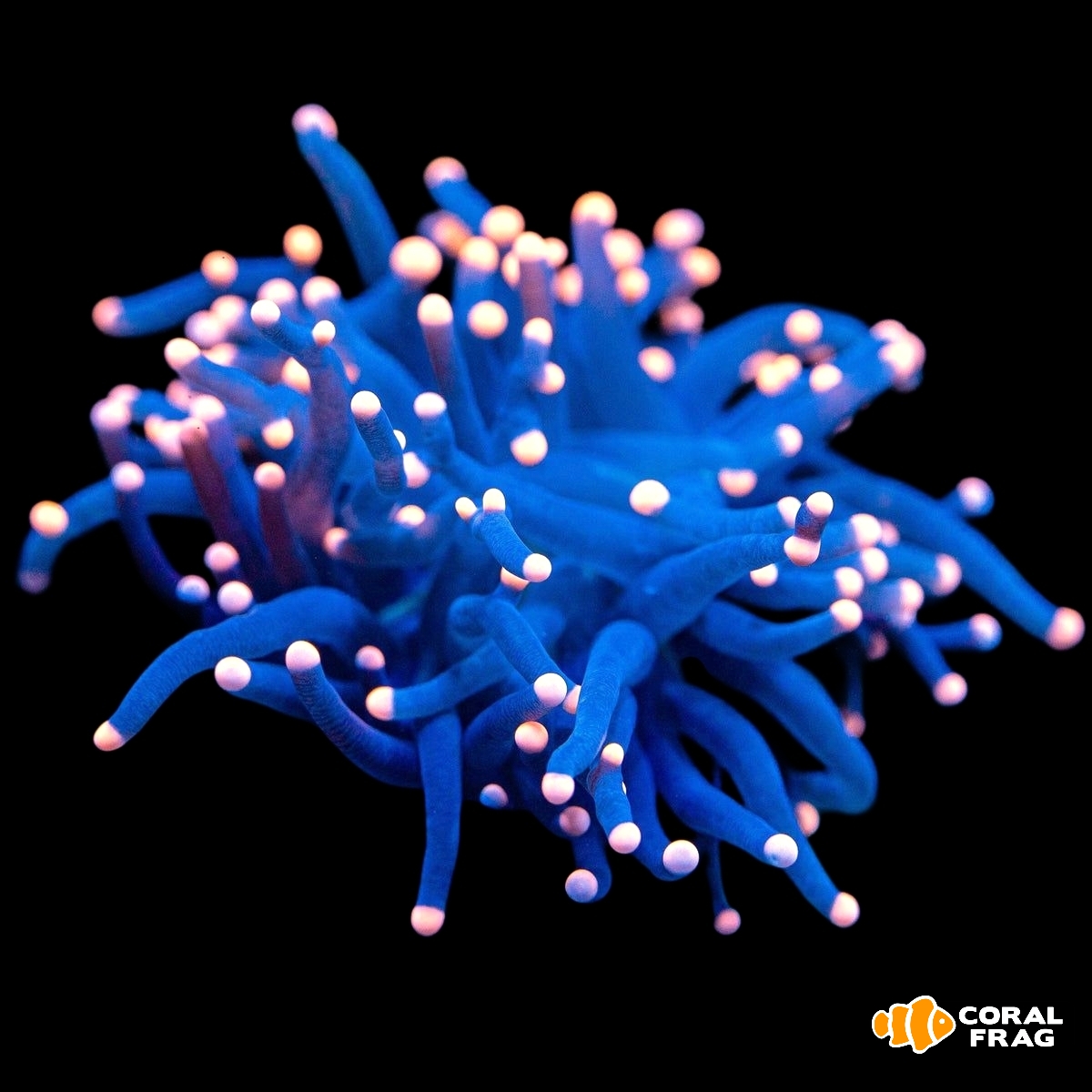 Made with LogoLicious Add Your Logo App Made with LogoLicious Add Your Logo App