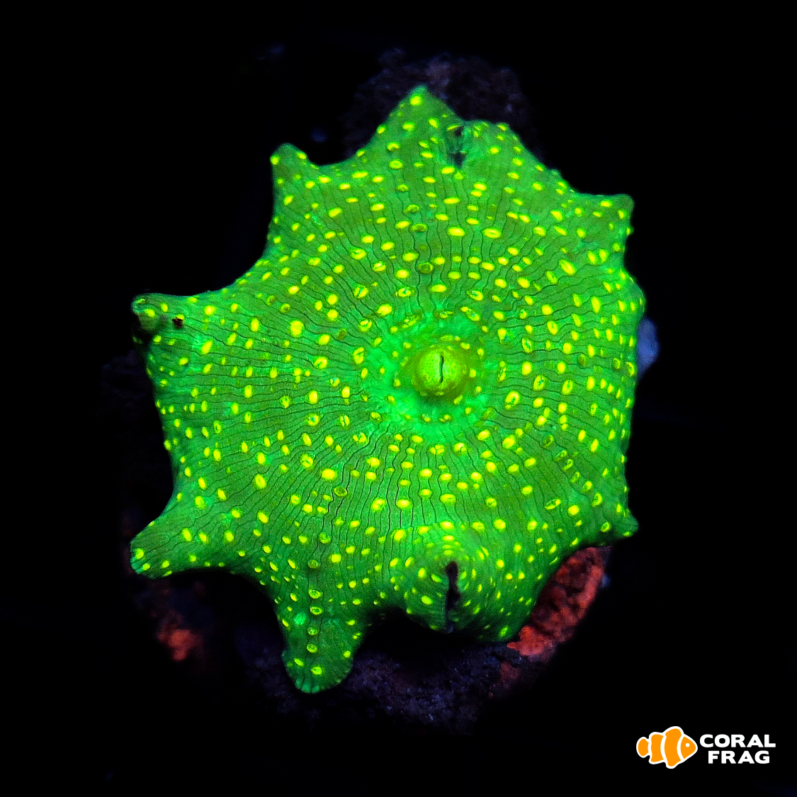 LogoLicious_20251008_020158 LogoLicious_20251008_020158