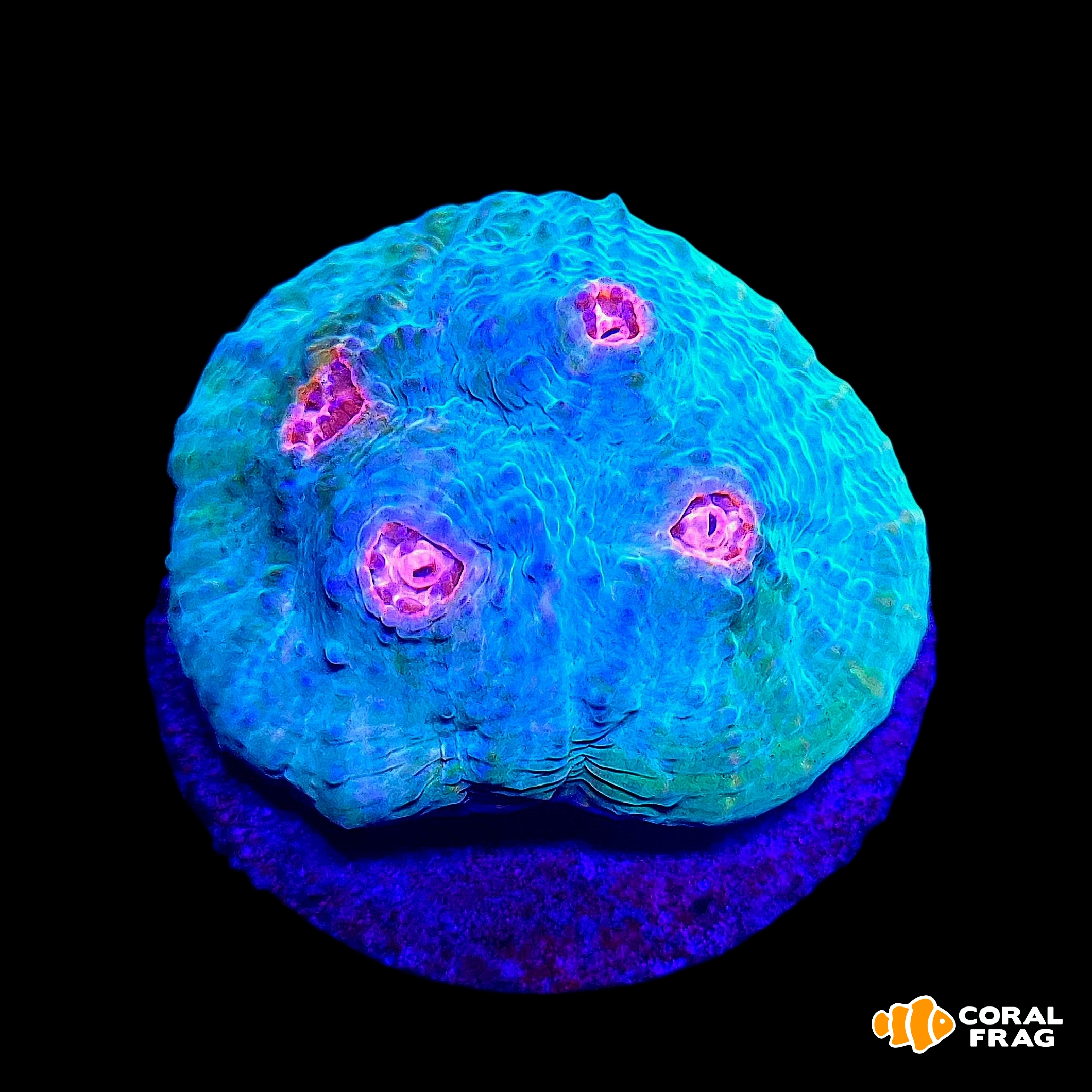 Made with LogoLicious Add Your Logo App Made with LogoLicious Add Your Logo App