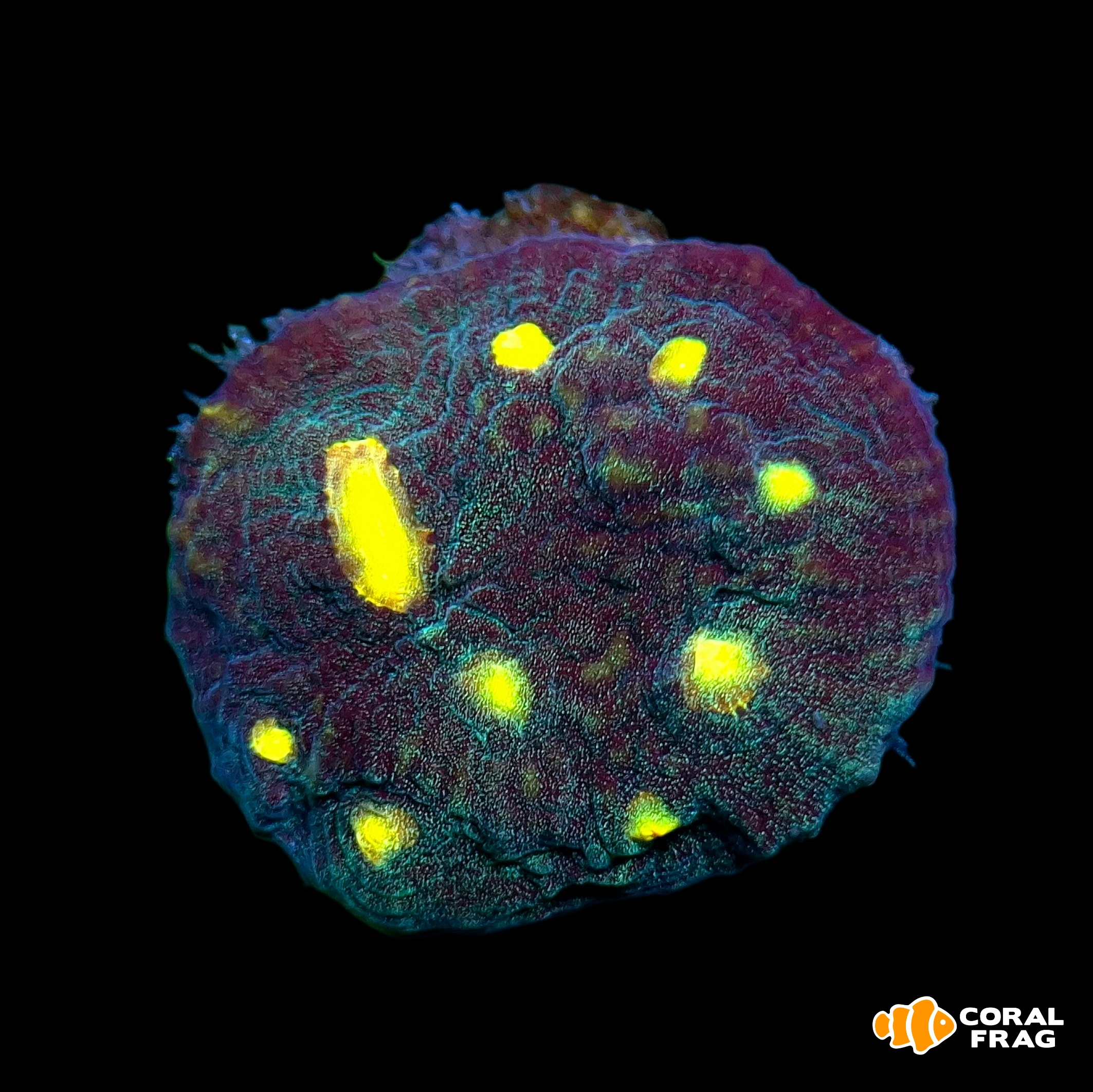 Made with LogoLicious Add Your Logo App Made with LogoLicious Add Your Logo App