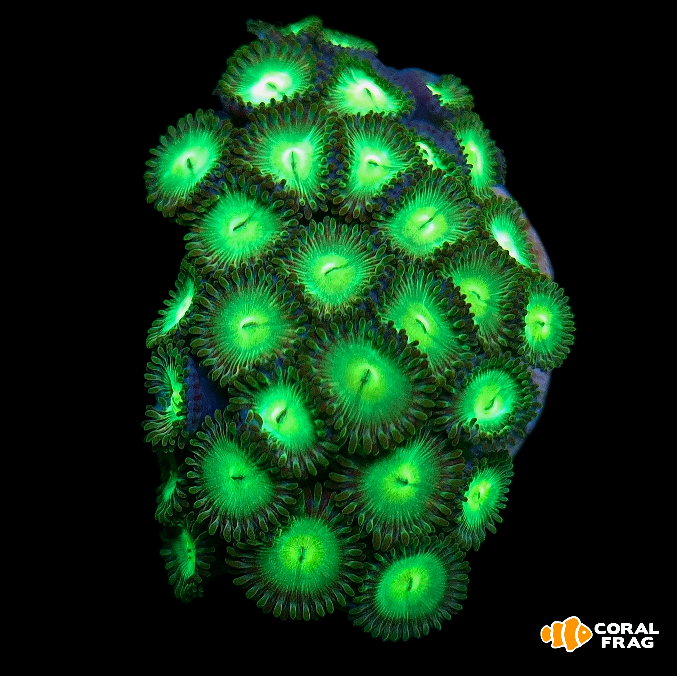 Made with LogoLicious Add Your Logo App Made with LogoLicious Add Your Logo App