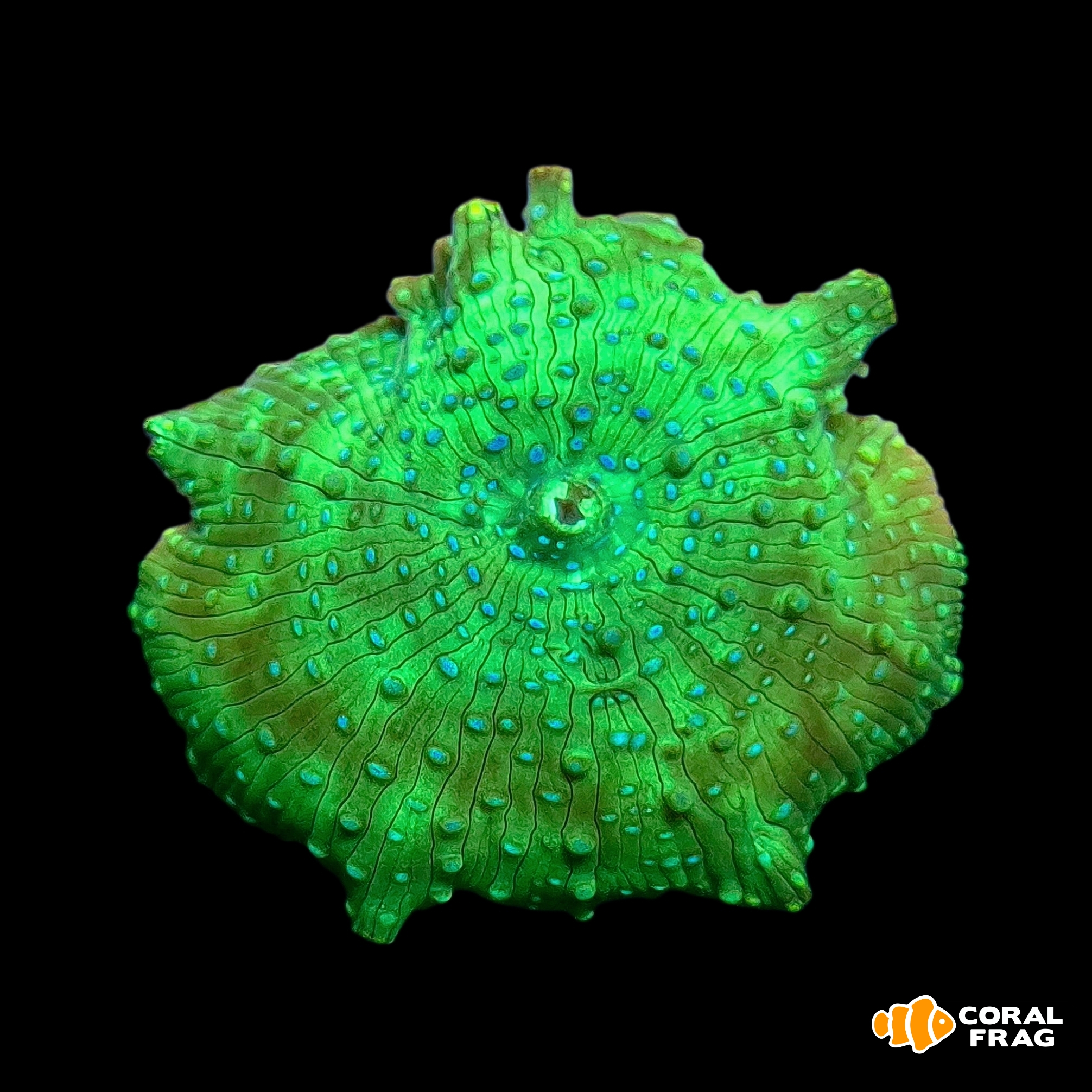 Made with LogoLicious Add Your Logo App Made with LogoLicious Add Your Logo App