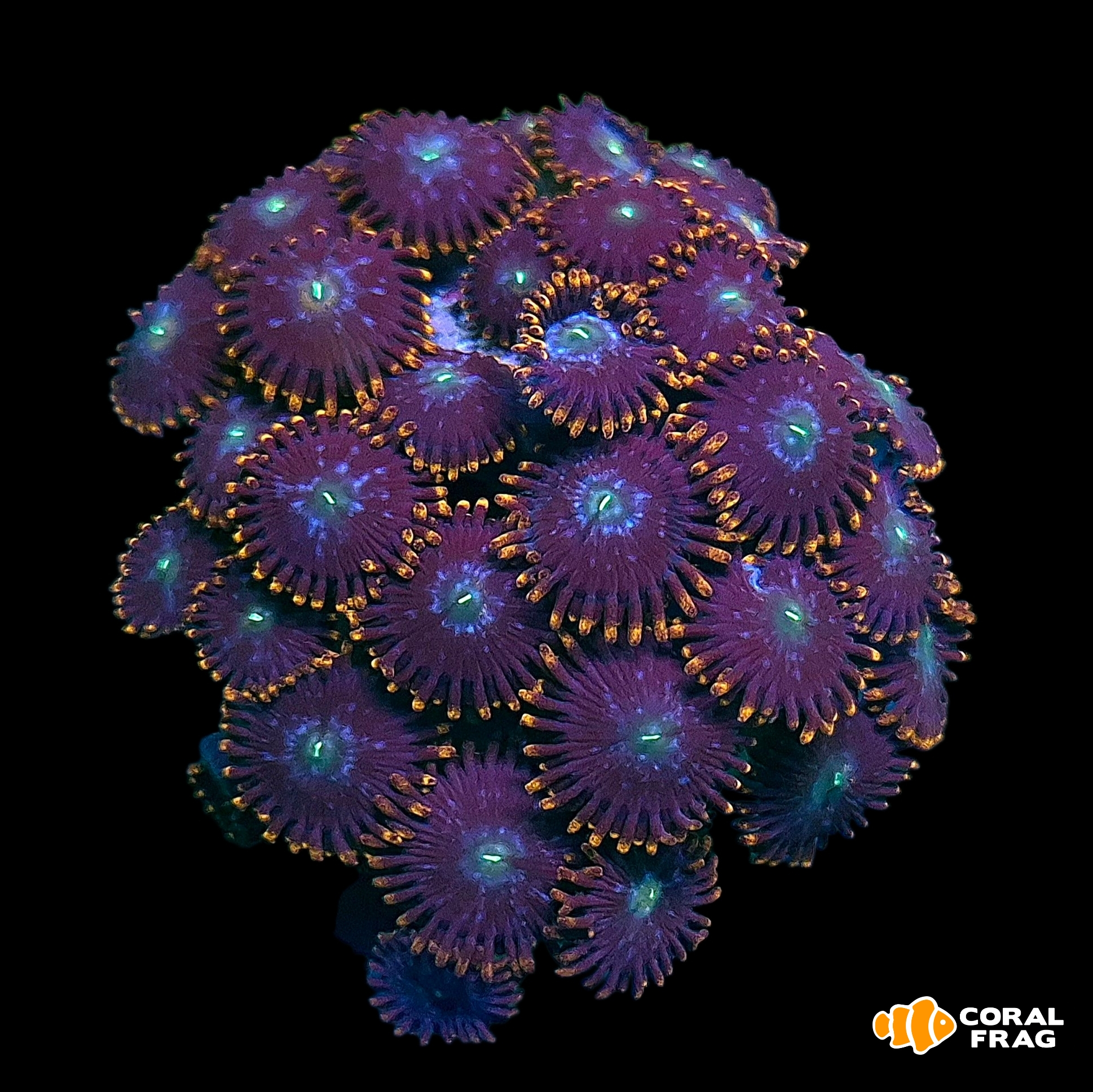 Made with LogoLicious Add Your Logo App Made with LogoLicious Add Your Logo App