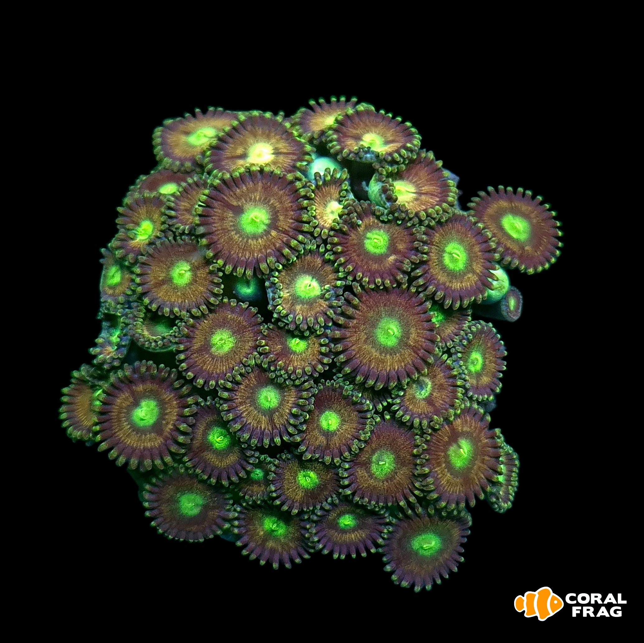 Made with LogoLicious Add Your Logo App Made with LogoLicious Add Your Logo App