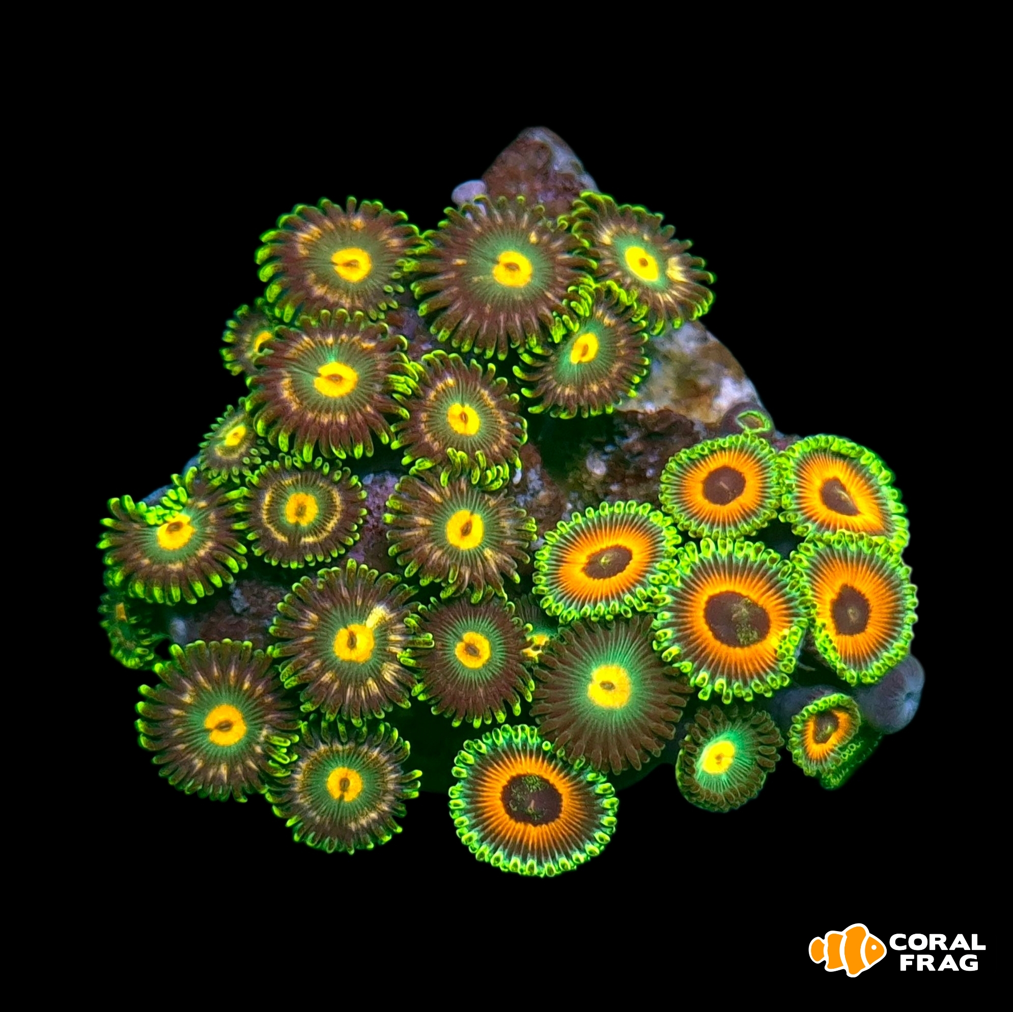 Made with LogoLicious Add Your Logo App Made with LogoLicious Add Your Logo App