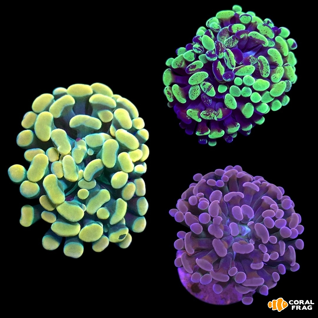 Made with LogoLicious Add Your Logo App Made with LogoLicious Add Your Logo App