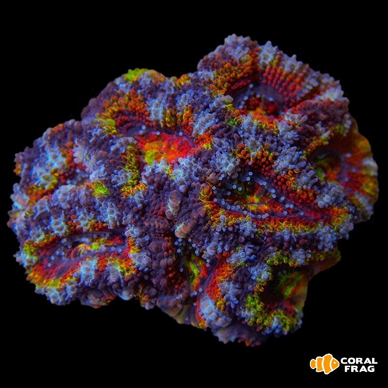 Made with LogoLicious Add Your Logo App Made with LogoLicious Add Your Logo App