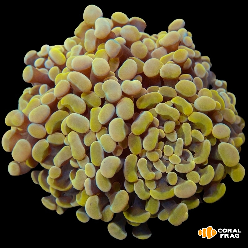 Made with LogoLicious Add Your Logo App Made with LogoLicious Add Your Logo App