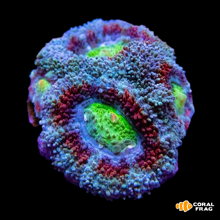 Made with LogoLicious Add Your Logo App Made with LogoLicious Add Your Logo App